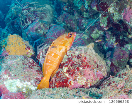 A large and beautiful red spotted grouper (family: Grouperidae). Hirizohama Nakagi Minamiizu Town Izu Peninsula Shizuoka Prefecture 2024 126666268