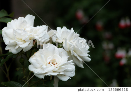 Colorful roses that heal the hearts of many people 126666318