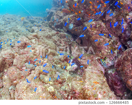 美麗的紅鯛魚、藍雀鯛和其他魚類群。 Hirizo海灘是一處生長著海獅、海參等軟珊瑚的礁石。 美麗的紅鯛魚、藍雀鯛和其他魚類群。 Hirizo海灘是一處生長著海獅、海參等軟珊瑚的礁石。 126666485