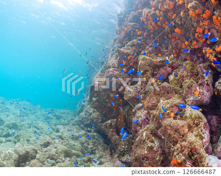 Beautiful schools of red groupers, blue damselfish and other fish. Hirizo Beach, a reef with a colony of soft corals including sea lions, sea cucumbers and other species. 126666487