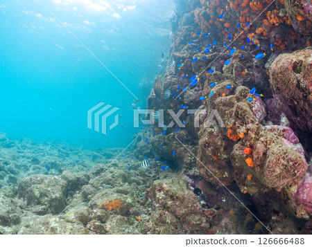 Beautiful schools of red groupers, blue damselfish and other fish. Hirizo Beach, a reef with a colony of soft corals including sea lions, sea cucumbers and other species. 126666488