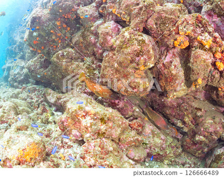 Beautiful schools of red groupers, blue damselfish and other fish. Hirizo Beach, a reef with a colony of soft corals including sea lions, sea cucumbers and other species. 126666489