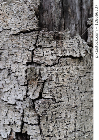 剝去樹皮的白色樹皮 126666537