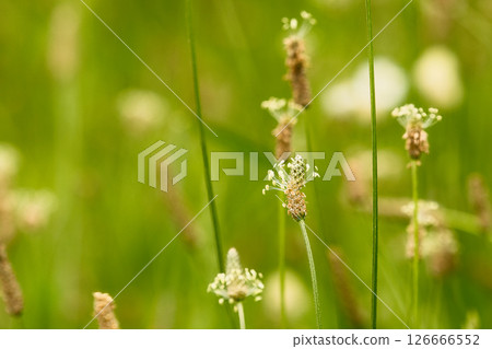 白花車前草 126666552