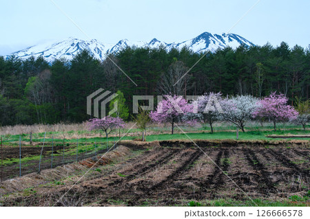 Mt. Ontake and peach blossoms 126666578