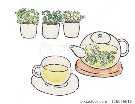 草藥茶和草藥插圖 草藥茶和草藥插圖 126666616