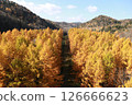 A road lined with larch leaves 126666623
