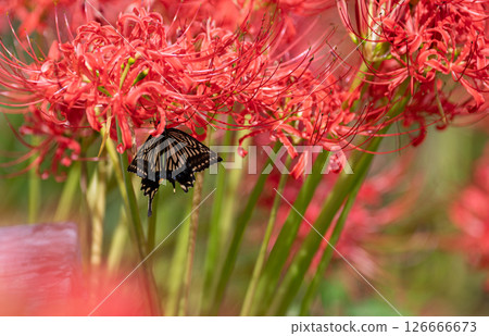 Swallowtail butterfly that stops on cluster amaryllis 126666673