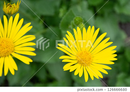 Yellow Chamomile Flowers on Blurred Green Background. Doronicum orientale. Yellow Chamomile Flowers on Blurred Green Background. Doronicum orientale. 126666680