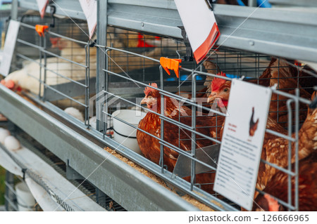 Close up of Isa brown hens on a poultry farm. Egg farm. Laying hens. 126666965