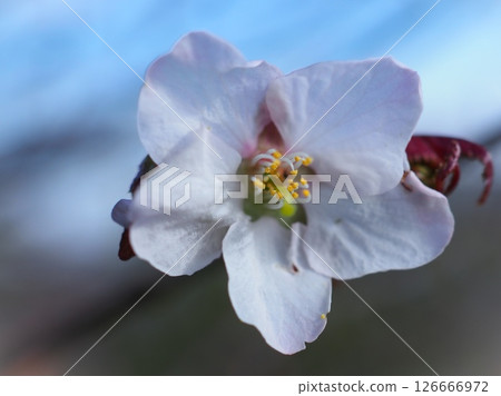 晨峰櫻花 (20250521073118) 126666972