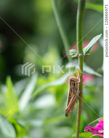 Grasshopper resting on a plant: Ground locust 126666973
