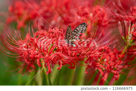 在簇狀孤挺花停止的Swallowtail蝴蝶 在簇狀孤挺花停止的Swallowtail蝴蝶 126666975