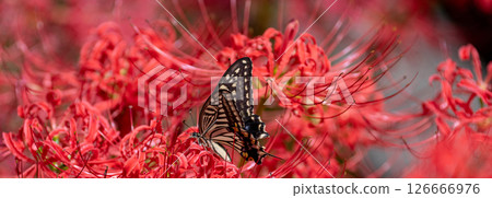 在簇狀孤挺花停止的Swallowtail蝴蝶 在簇狀孤挺花停止的Swallowtail蝴蝶 126666976