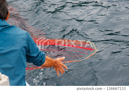 Spiny lobster fishing with gill nets. The nets are set in the evening and pulled up early the next morning. Nakagi Hirizo Beach, Minamiizu Town, Kamo District, Izu Peninsula, 2024 126667131