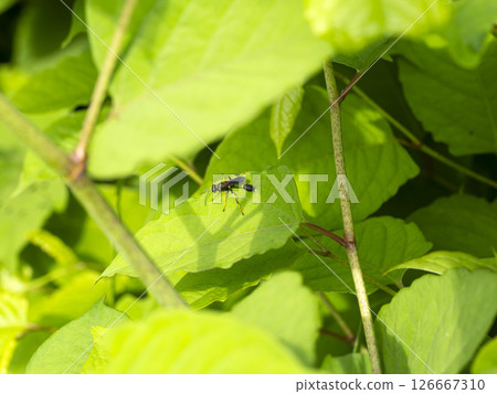一隻掘地蜂在植物上休息 126667310