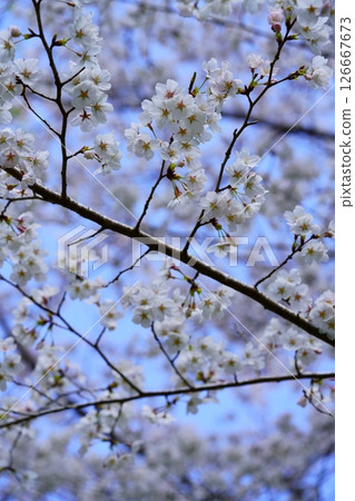The beauty of Japan - Cherry blossoms The beauty of Japan - Cherry blossoms 126667673