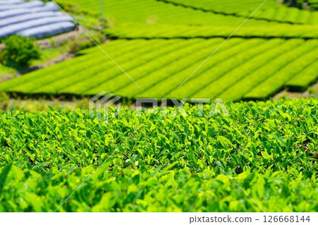 Kyoto Prefecture Scenic Assets, Wazukashi Temple, and Fresh Green Tea Fields Kyoto Prefecture Scenic Assets, Wazukashi Temple, and Fresh Green Tea Fields 126668144