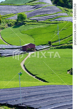 京都府的風景名勝、和菓子寺和茶園仍被覆蓋 126668150