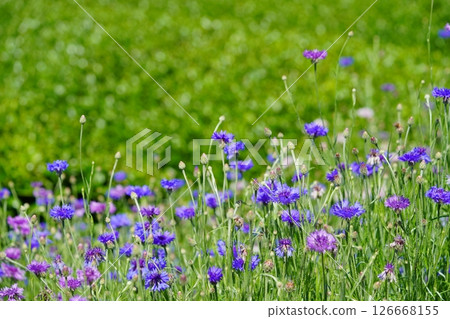 京都府的風景名勝：和菓子寺、茶園和矢車菊 126668155