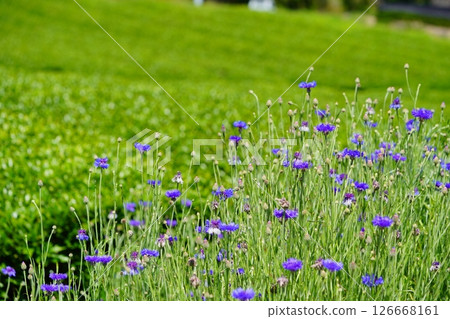 京都府的風景名勝:和菓子寺、茶園和矢車菊 京都府的風景名勝:和菓子寺、茶園和矢車菊 126668161