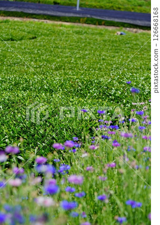 Kyoto Prefecture Scenic Assets: Wazukashi Temple, Tea Fields and Cornflowers Kyoto Prefecture Scenic Assets: Wazukashi Temple, Tea Fields and Cornflowers 126668168