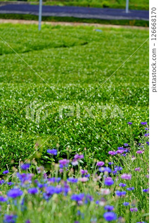 京都府的風景名勝:和菓子寺、茶園和矢車菊 京都府的風景名勝:和菓子寺、茶園和矢車菊 126668170