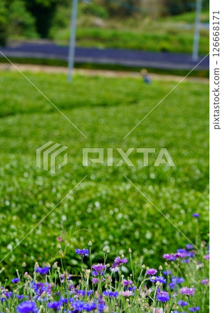 京都府的風景名勝:和菓子寺、茶園和矢車菊 京都府的風景名勝:和菓子寺、茶園和矢車菊 126668171