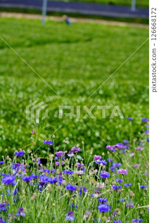 京都府的風景名勝：和菓子寺、茶園和矢車菊 126668172