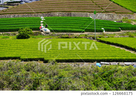 Kyoto Prefecture Landscape Asset, Wazukashiji Area, Tea Fields with Freshly Removed Cover Kyoto Prefecture Landscape Asset, Wazukashiji Area, Tea Fields with Freshly Removed Cover 126668175