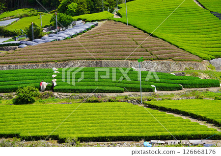 京都府景觀資產、和豊寺地區、新近被揭去覆蓋的茶田 京都府景觀資產、和豊寺地區、新近被揭去覆蓋的茶田 126668176