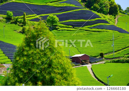 京都府景觀資產、和菖蒲地區、茶田仍被覆蓋 京都府景觀資產、和菖蒲地區、茶田仍被覆蓋 126668180
