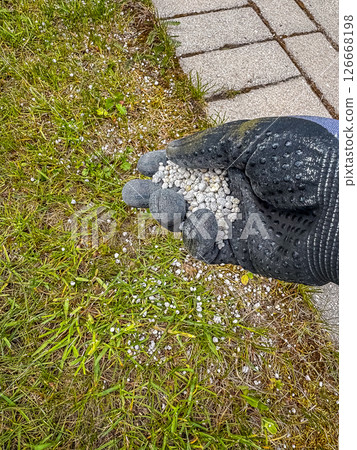 Gloved hand holding granular fertilizer over green grass in backyard garden. High quality photo Gloved hand holding granular fertilizer over green grass in backyard garden. High quality photo 126668198