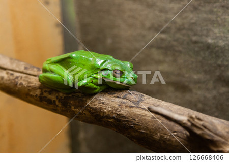 A green toad sits on a branch A green toad sits on a branch 126668406