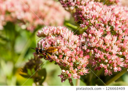 A wasp gathers nectar on flowers A wasp gathers nectar on flowers 126668409