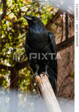 Big Black Raven sitting on a close-up branch Big Black Raven sitting on a close-up branch 126668412
