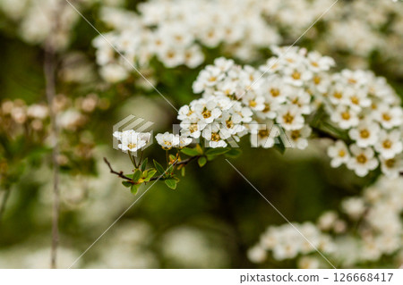 Macro bush of small white flowers on a branch Macro bush of small white flowers on a branch 126668417