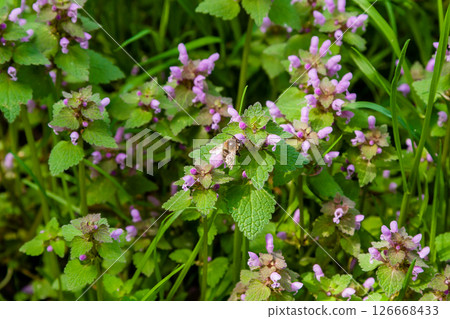 Wild park flowers 126668433