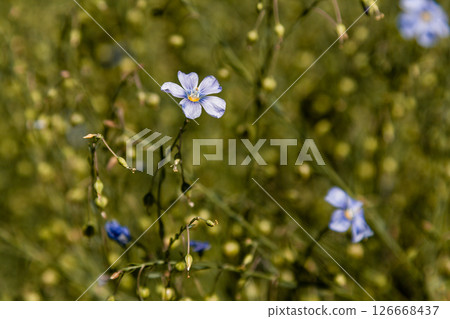 Field of lilac field flowers 126668437