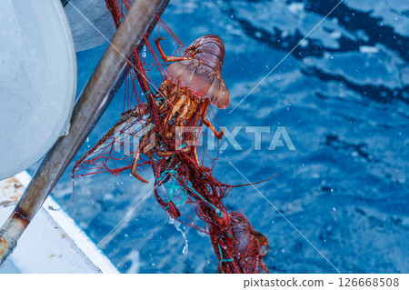 The main target, spiny lobster, was caught. I joined the boat for spiny lobster gill net fishing. Nakagi Hirizo Beach, Minamiizu-cho, Kamo-gun, Izu Peninsula 2024 126668508