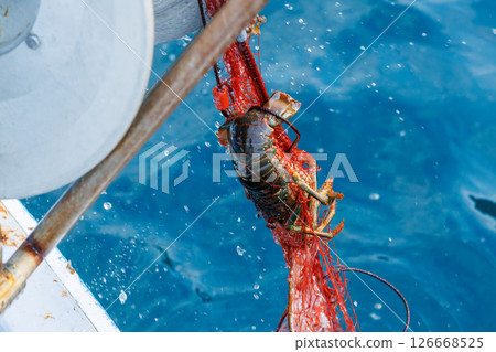 The main target, spiny lobster, was caught. I joined the boat for spiny lobster gill net fishing. Nakagi Hirizo Beach, Minamiizu-cho, Kamo-gun, Izu Peninsula 2024 The main target, spiny lobster, was caught. I joined the boat for spiny lobster gill net fishing. Nakagi Hirizo Beach, Minamiizu-cho, Kamo-gun, Izu Peninsula 2024 126668525