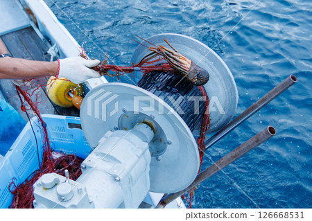 The main target, spiny lobster, was caught. I joined the boat for spiny lobster gill net fishing. Nakagi Hirizo Beach, Minamiizu-cho, Kamo-gun, Izu Peninsula 2024 126668531
