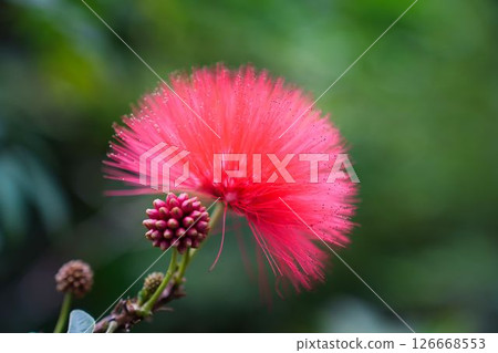 紅色粉撲花 126668553