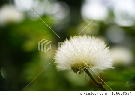 白色粉撲花 126668554