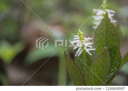 日本銀蓮花的白色花穗特寫，展現了其結構。 [野生植物，日本柳杉] 長野縣，五月 126669097