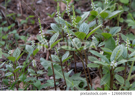 正在生長的日本銀蓮花（野生植物，黃原科）群落，長野縣，五月 126669098