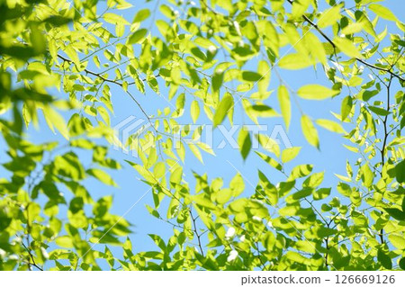 Spring buds and new greenery Spring buds and new greenery 126669126