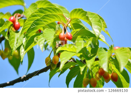 Fresh green (cherry fruit) 126669130