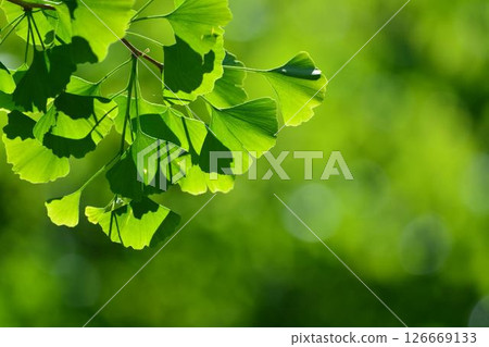 Spring buds and new greenery 126669133
