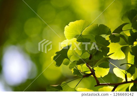 Spring buds and new greenery 126669142